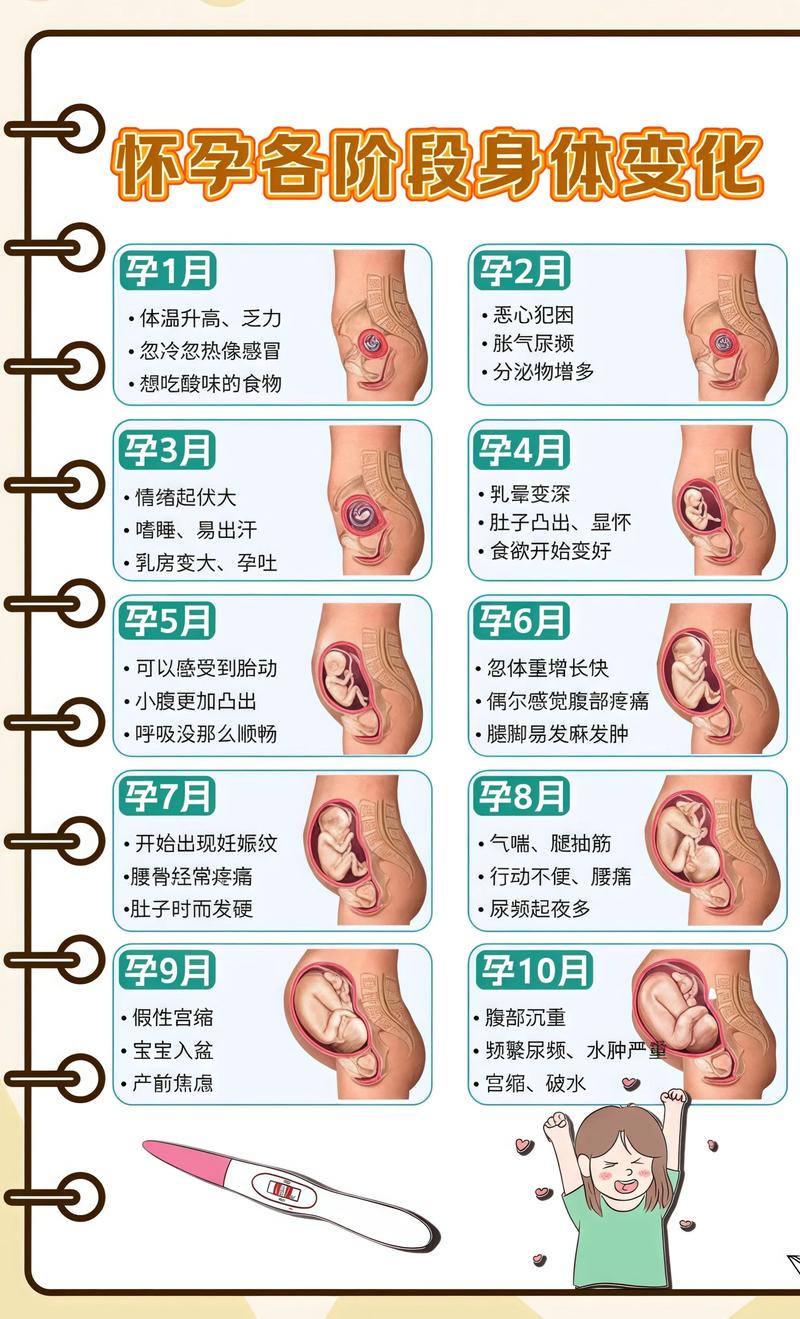 揭秘供卵代孕妈妈怀孕小腹分两节，孕期变化的奥秘营口代生机构: